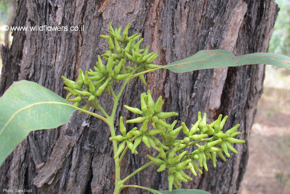 Eucalyptus fibrosa